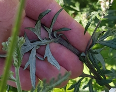 Artemisia indica