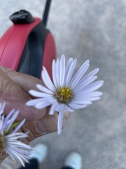Symphyotrichum boreale