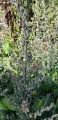 Artemisia indica