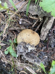 Scleroderma areolatum