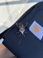Acanthocephala declivis