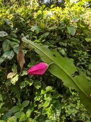 Epiphyllum phyllanthus