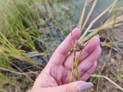 Bolboschoenus maritimus