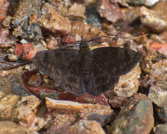 Pachyneuria licisca