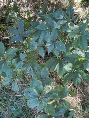 Parthenocissus inserta