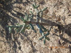 Cylindropuntia cholla
