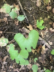 Sanguinaria canadensis