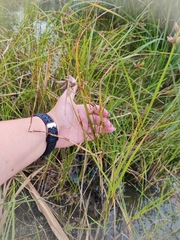 Bolboschoenus maritimus