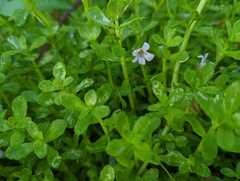 Bacopa