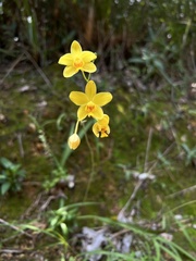 Spathoglottis pubescens