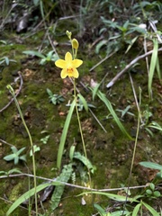 Spathoglottis pubescens