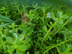 Bacopa