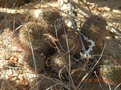 Mammillaria