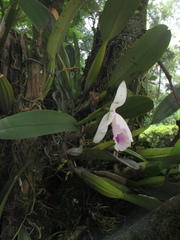 Cattleya
