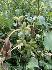 Xanthium orientale riparium