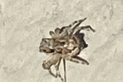 Menemerus bivittatus
