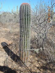 Pachycereus pringlei