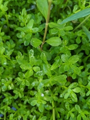 Bacopa