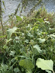 Xanthium orientale riparium