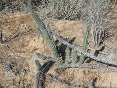 Stenocereus gummosus