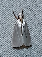 Urola nivalis