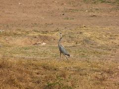 Ardea melanocephala