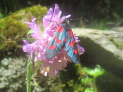 Zygaena lonicerae
