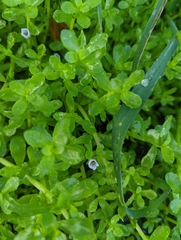 Bacopa