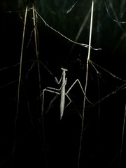 Archimantis sobrina