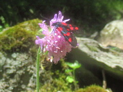 Zygaena lonicerae