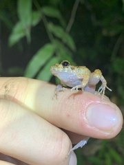 Oreobates cruralis