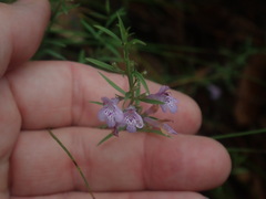 Hedeoma hyssopifolia