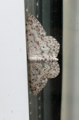 Scopula marginepunctata