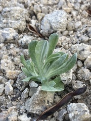 Helichrysum luteoalbum