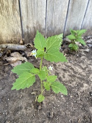 Solanum physalifolium nitidibaccatum