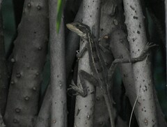 Basiliscus vittatus