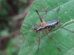 Barbitistes constrictus