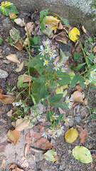 Symphyotrichum drummondii