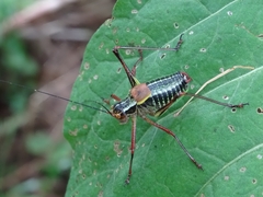 Barbitistes constrictus