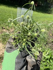 Cyperus lupulinus