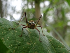 Barbitistes constrictus