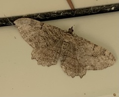 Rheumaptera meadii