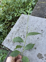 Persicaria virginiana