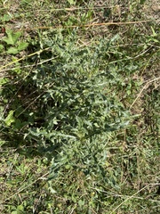 Cirsium arvense arvense