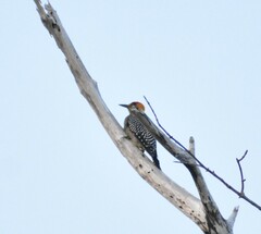 Melanerpes chrysogenys