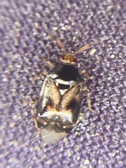 Deraeocoris lutescens
