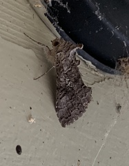 Syngrapha viridisigma