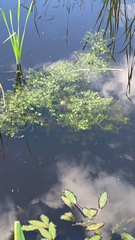 Callitriche palustris