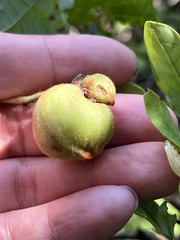 Ampelomyia vitispomum