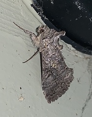 Syngrapha viridisigma